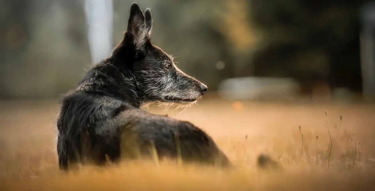 Chien senior au repos dans l'herbe