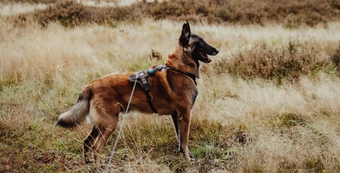 Chien de travail en extérieur