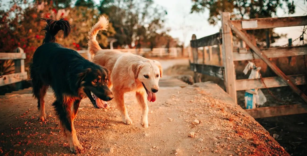 Deux chiens marchant sur un chemin