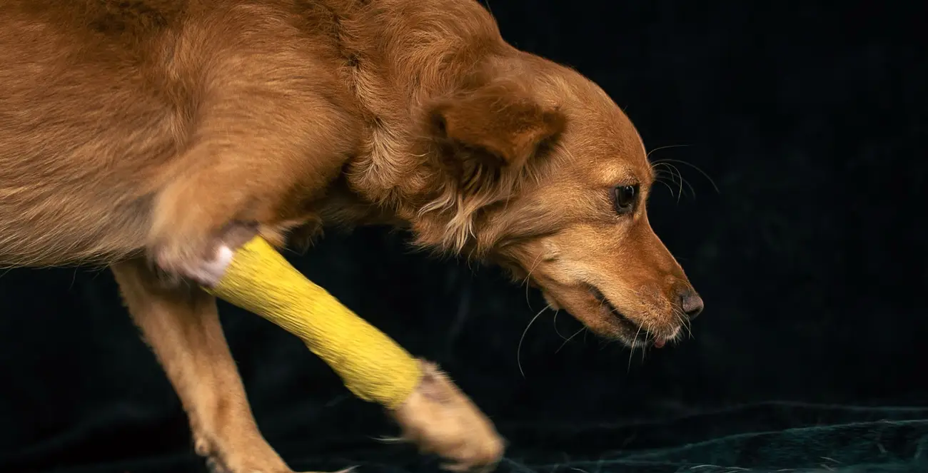 Chien avec un pansement à la patte